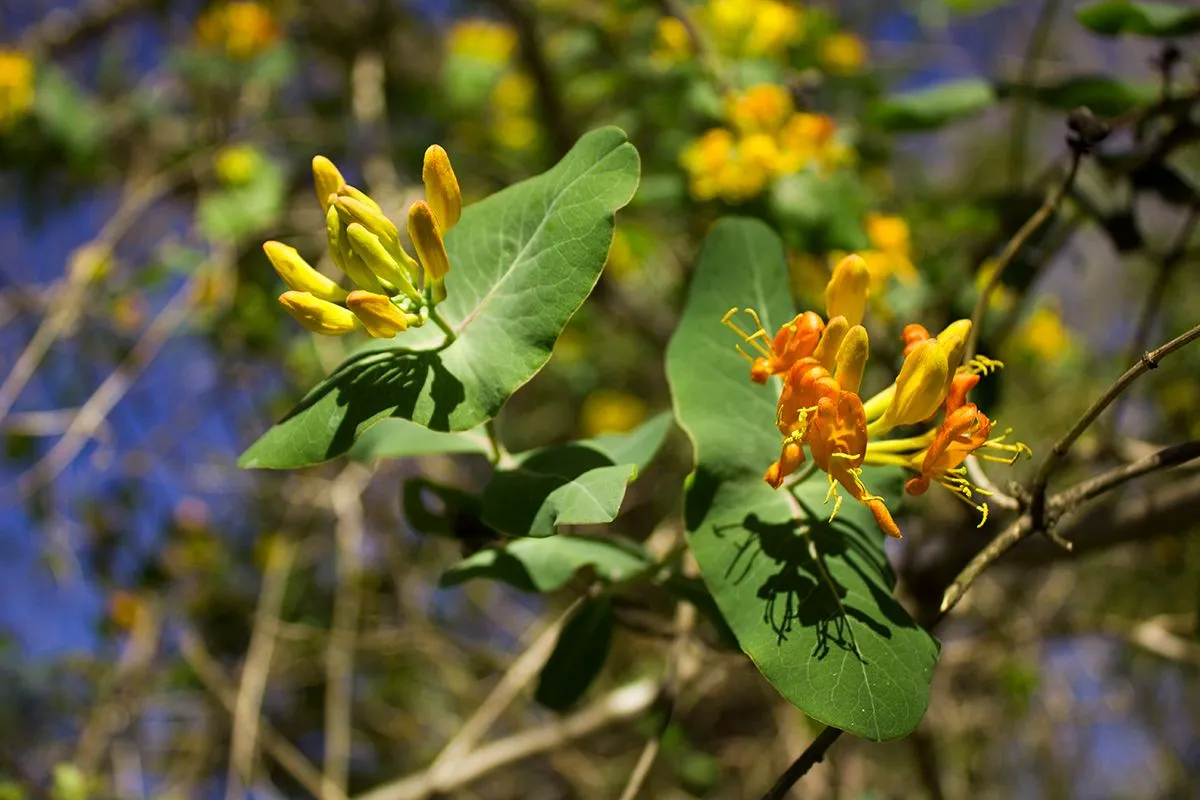 yellow mystery flower.jpg