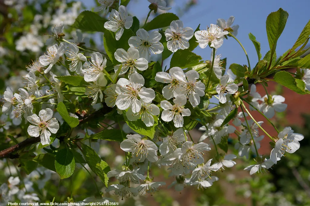 SpringBlossoms-002-040217.jpg