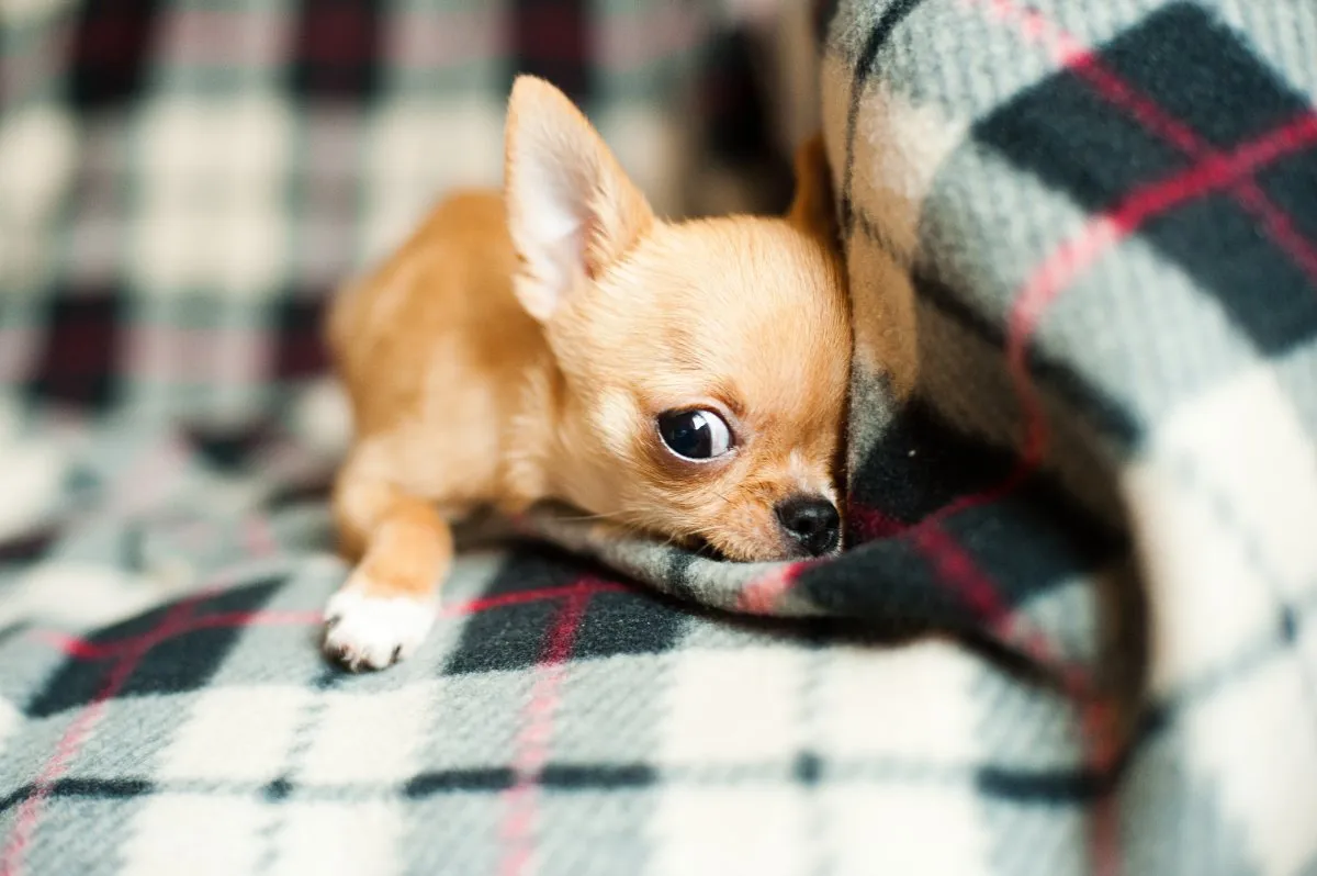 chihuahua_puppy_pet_dog-3.jpg