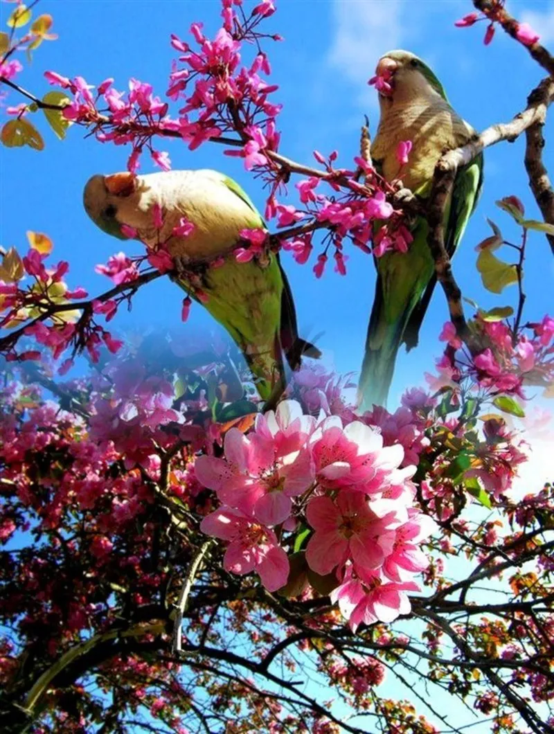 oiseaux-printemps-06-3-12.jpg