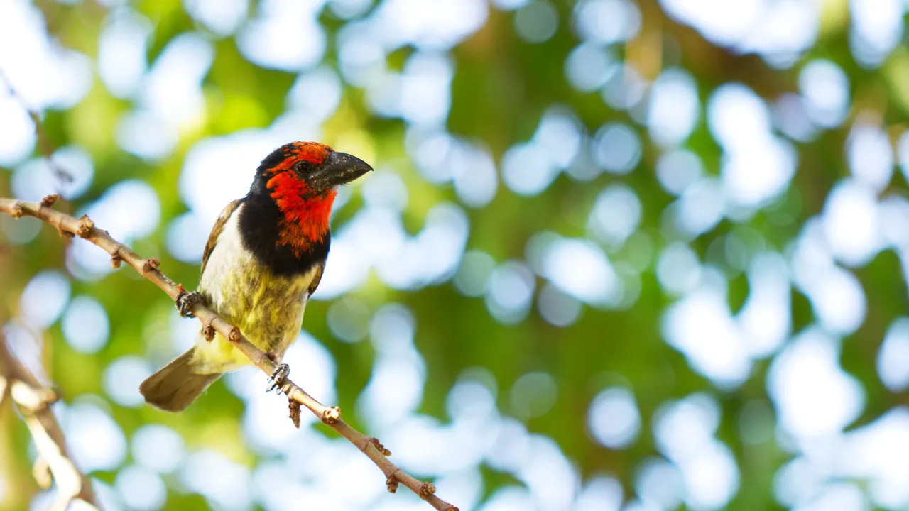 Black-collared barbet