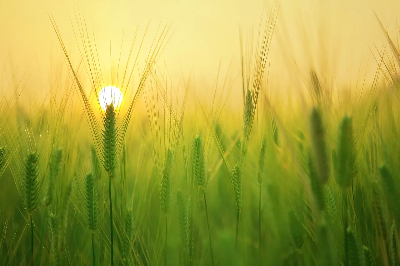 barley-field-1684052_1280.jpg