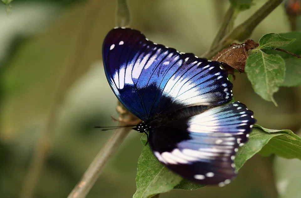 butterfly-1742199_960_720.jpg