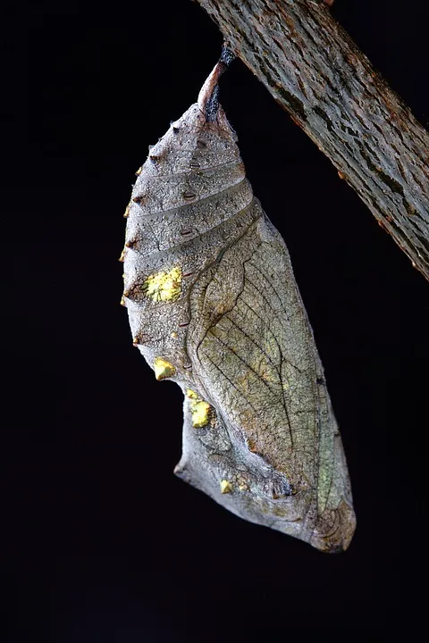 chrysalis-1742202_960_720.jpg