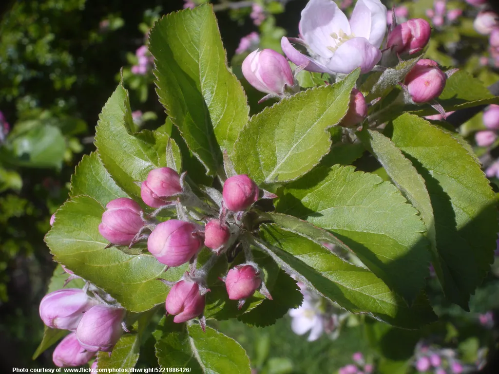 PinkSpringBuds-001-041817.jpg