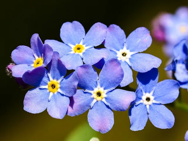 forget-me-not-2392196_640.jpg