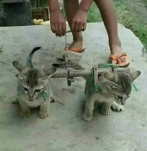 received_219846835203664.jpeg