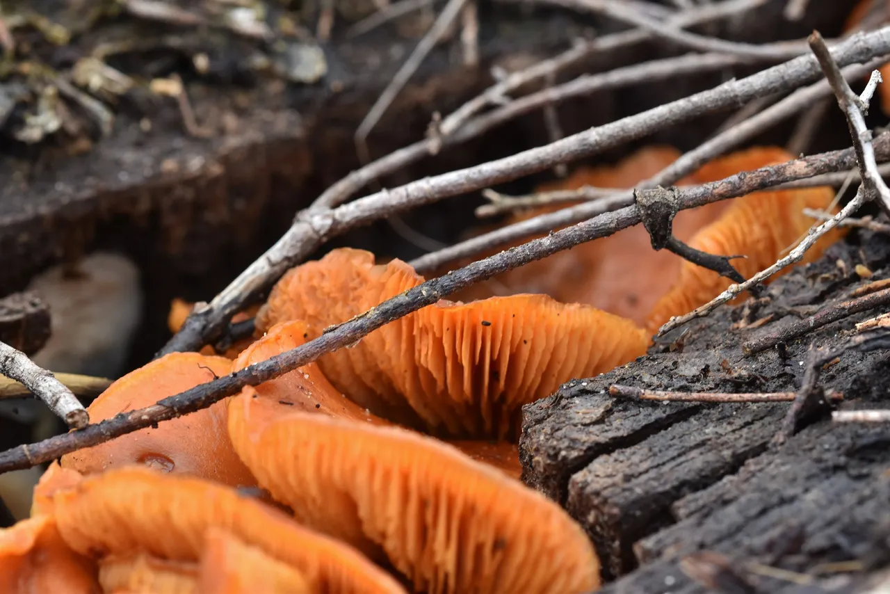 mushroom orange stump.jpg