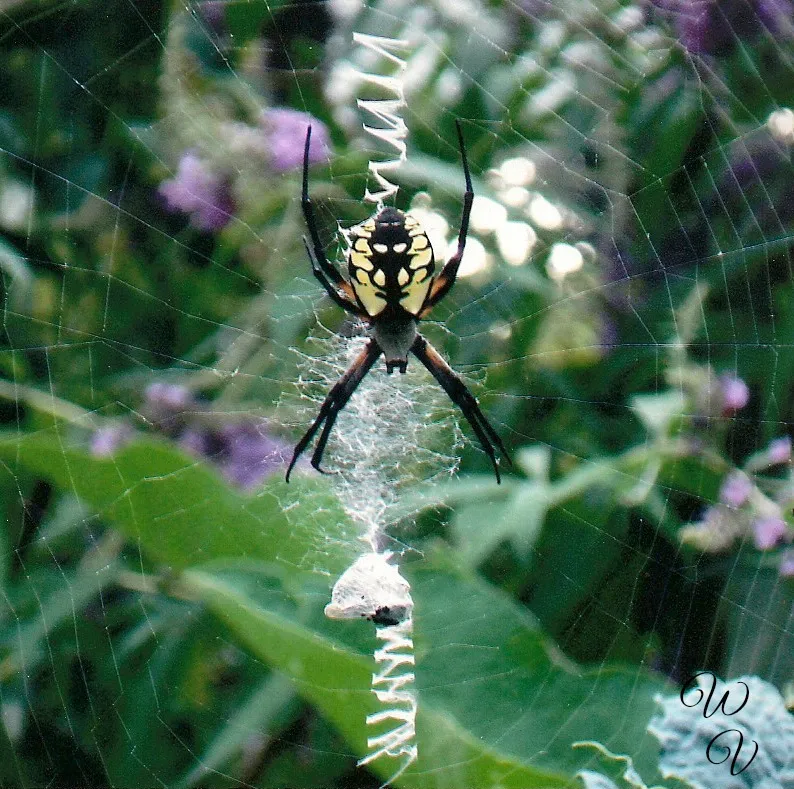 garden-spider-wanda-virgo.jpg