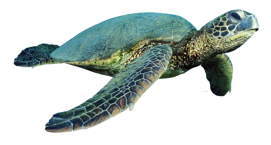 turtle-png-turtle-png-928.png