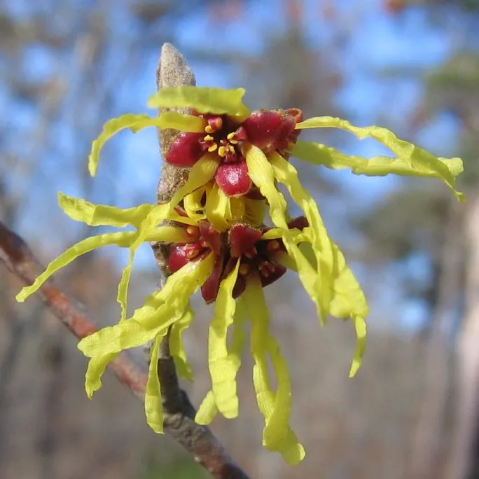 Witch_hazel_blossom_Truro.jpg