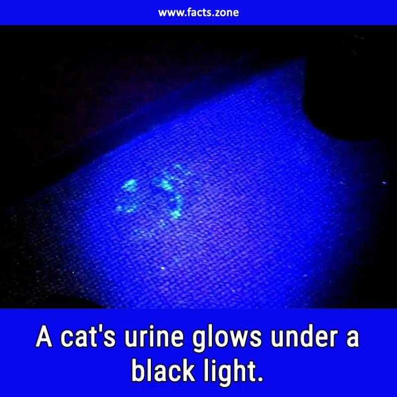 64 cats black light.jpg