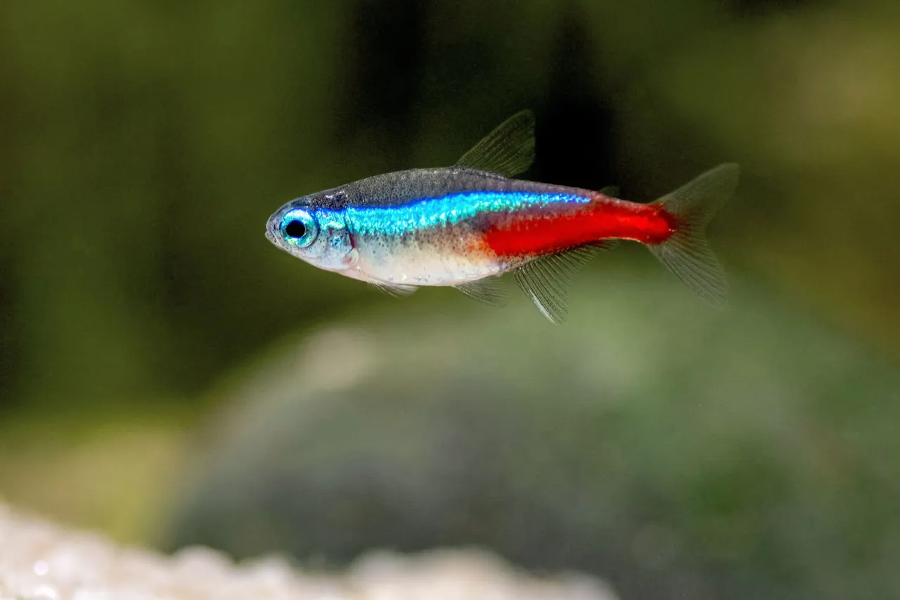 neon tetras