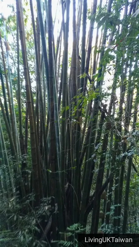 Hiking at Mount Baimao, Taiwan