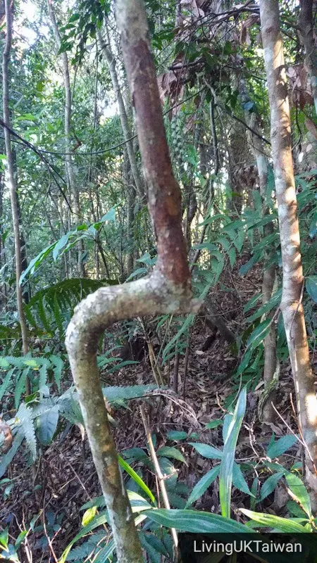 Hiking at Mount Baimao, Taiwan