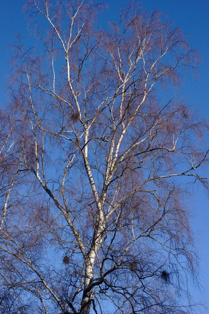 Witches' broom