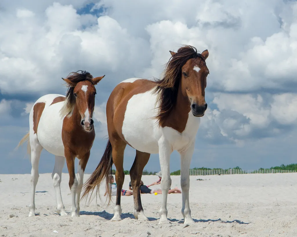 Wild Ponies