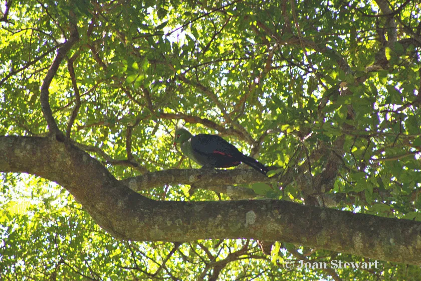 Knysna turaco