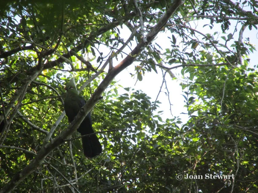 Knysna turaco