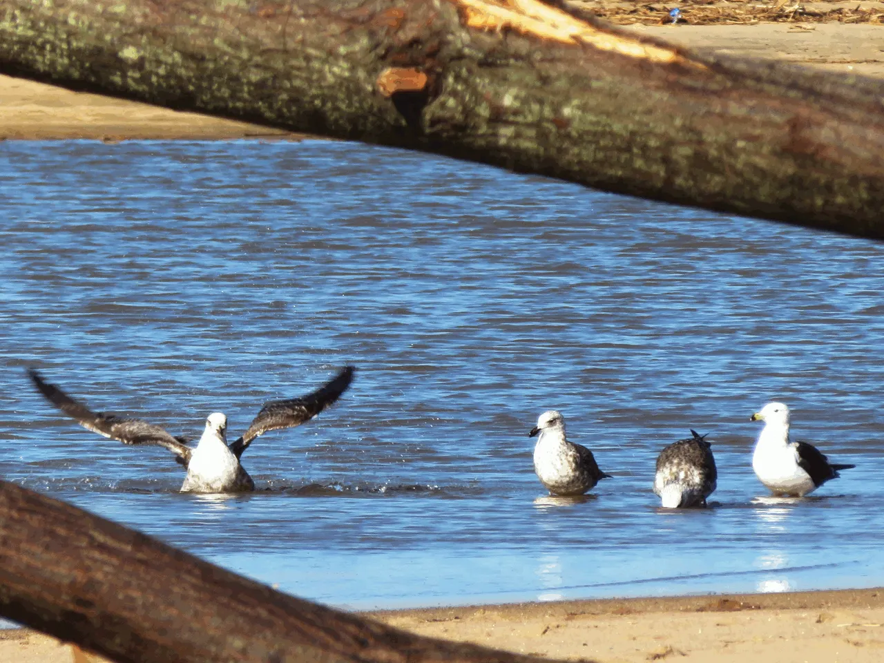 Cape Gull