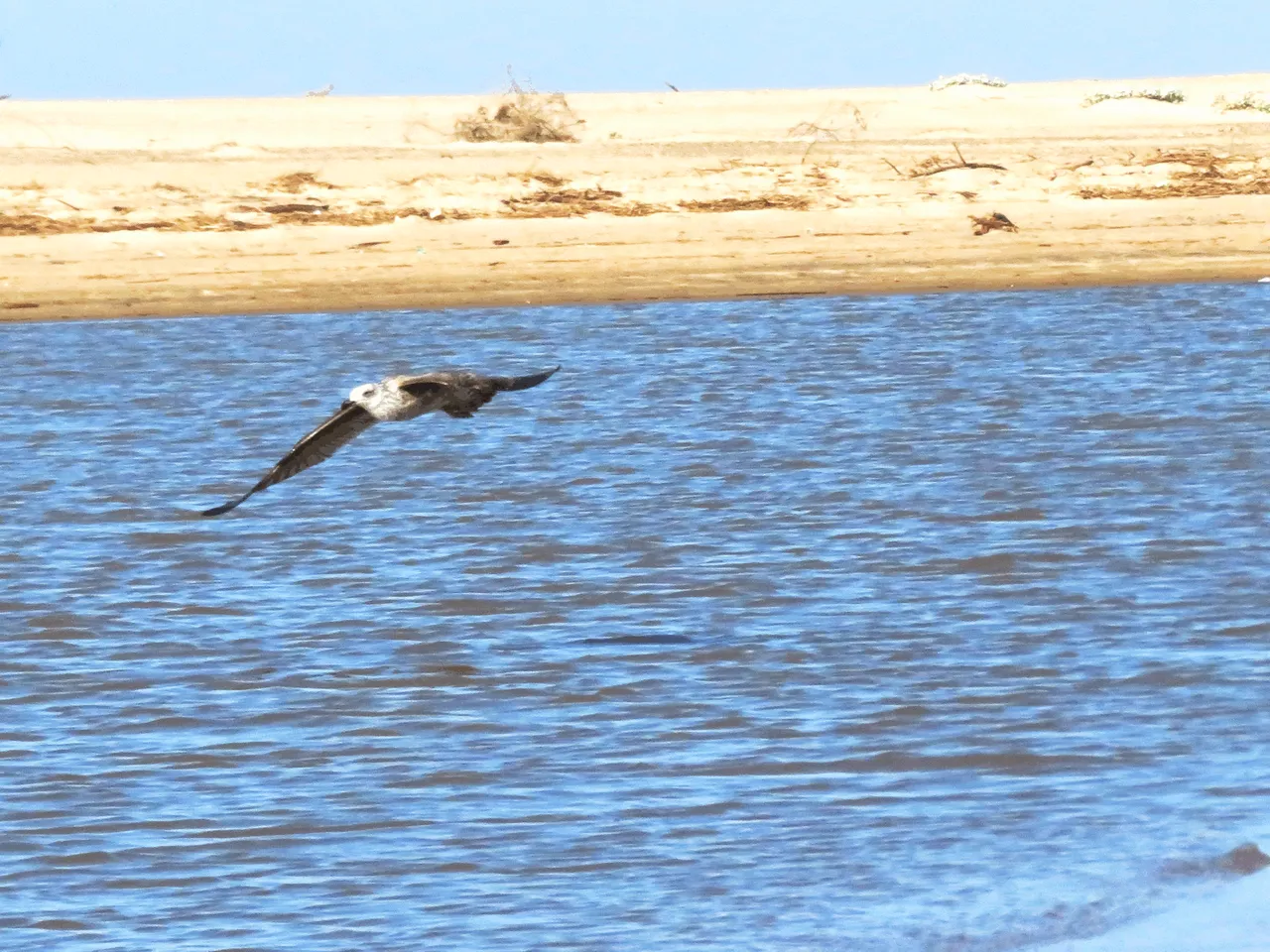 Juvenile Kelp Gull