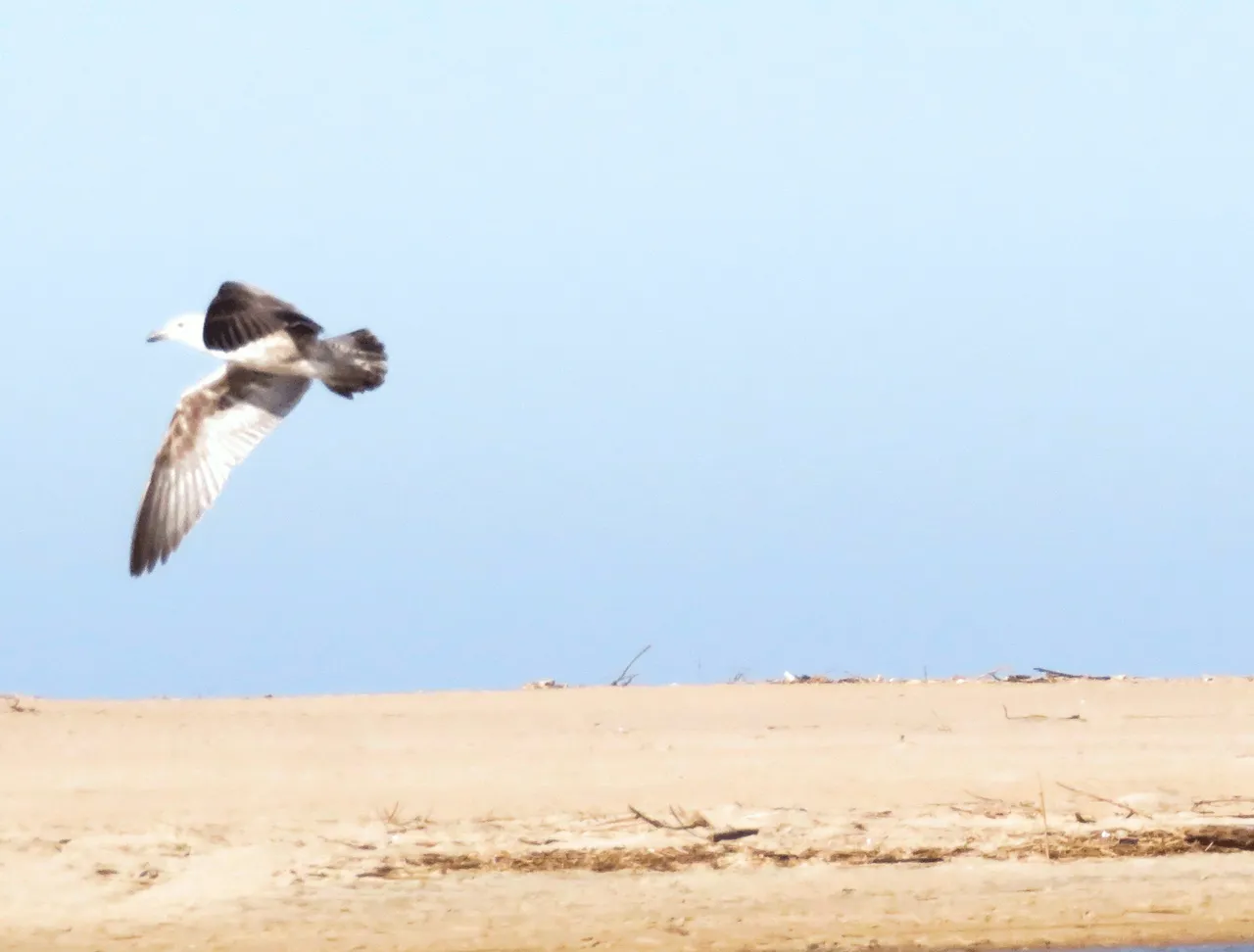 Cape Gull in Flight