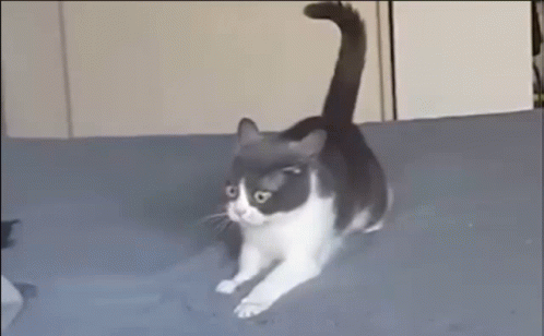untitled.gif