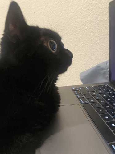untitled.gif