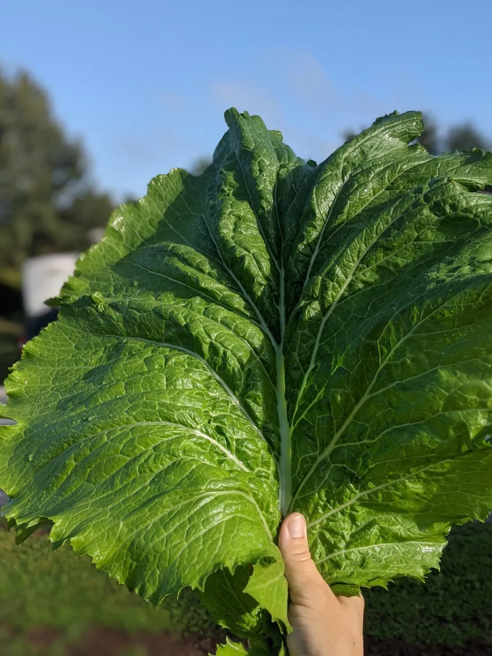Photo by the author. I grew that in my garden and ate it. It’s real.