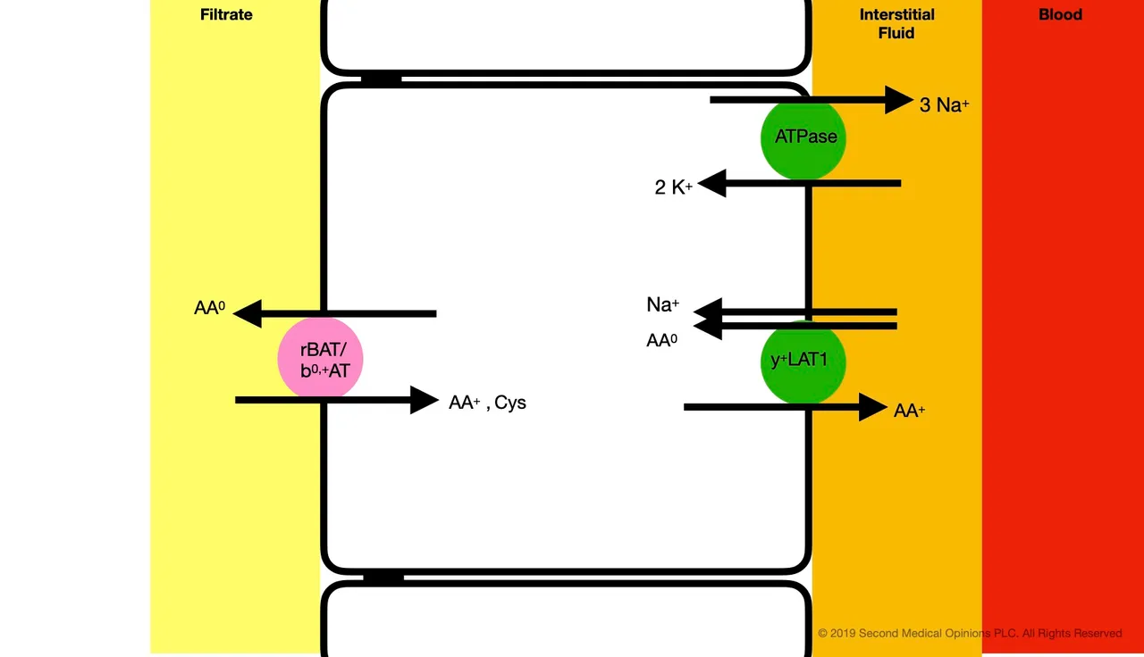 Picture Steemit Tubular Cell Cationic Aminoacid Transport 1.jpg