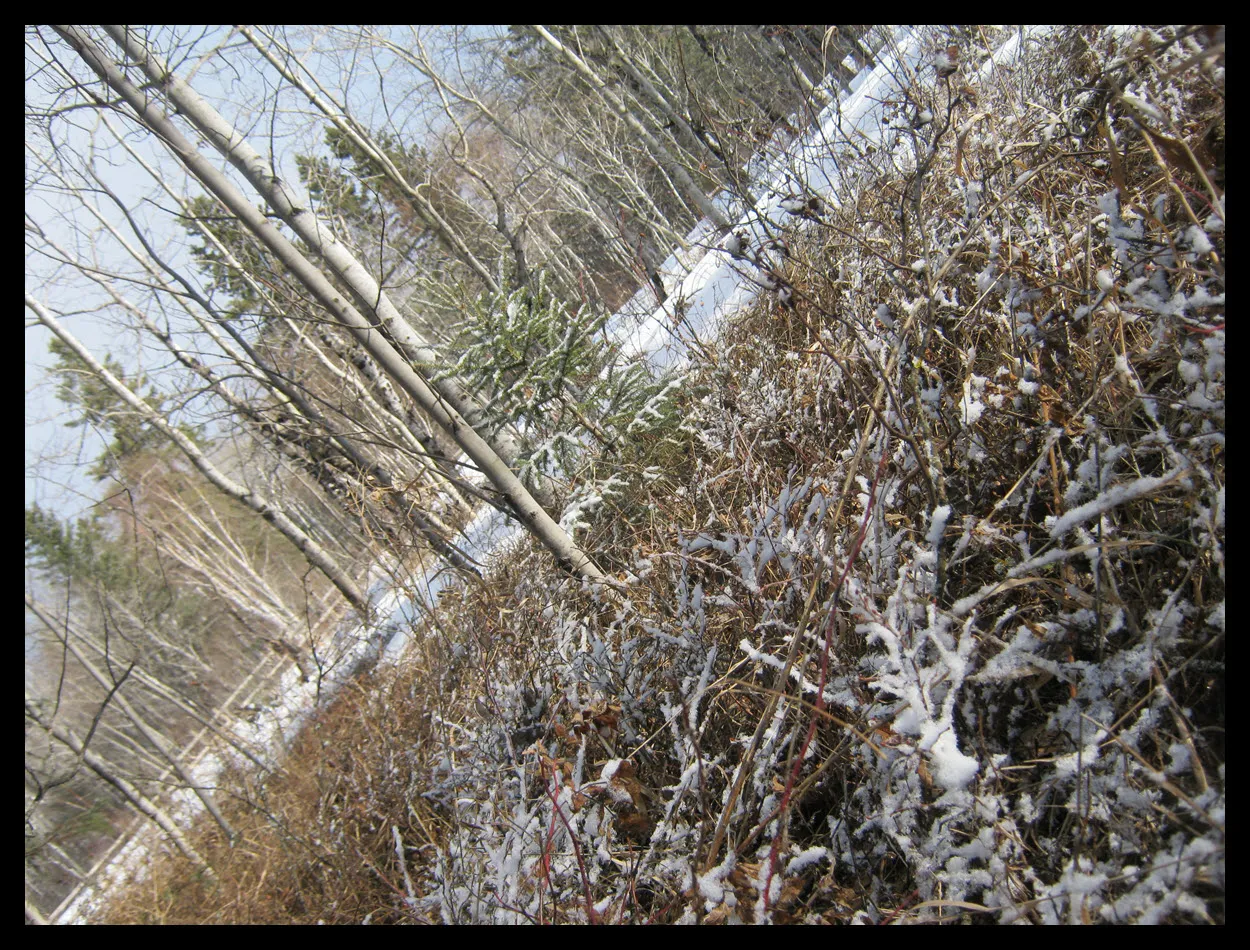 angled picture of snowy blueberry plants and young spruce.JPG