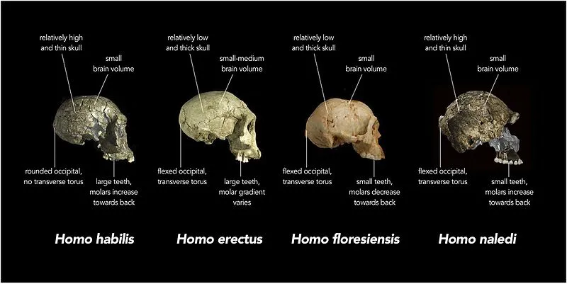 Comparison_of_skull_features_of_Homo_naledi_and_other_early_human_species.jpg