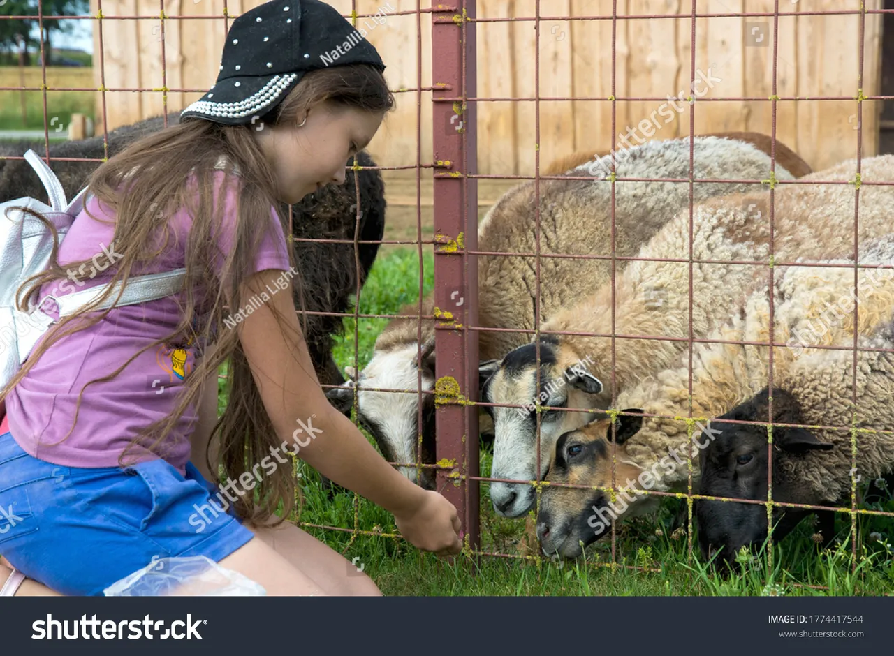 stockphotogirlsecretlyfeedsthesheepthroughthefenceindefocuswithblur1774417544.jpg