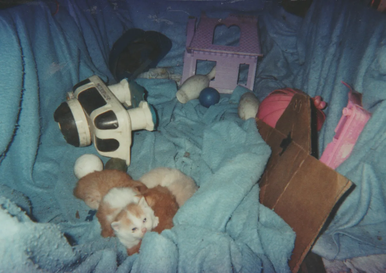 1999 maybe - Kittens, Dumb Dumb, toys, a box, blue blanket.jpg