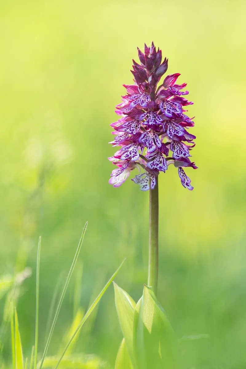 Purpur-Knabenkraut (Orchis × hybrida)_1978-BF.jpg