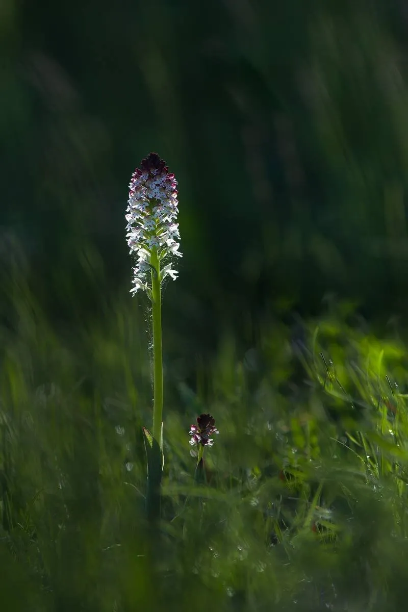 Brand-Knabenkraut (Orchis ustulata var. ustulata)_1795-BF.jpg