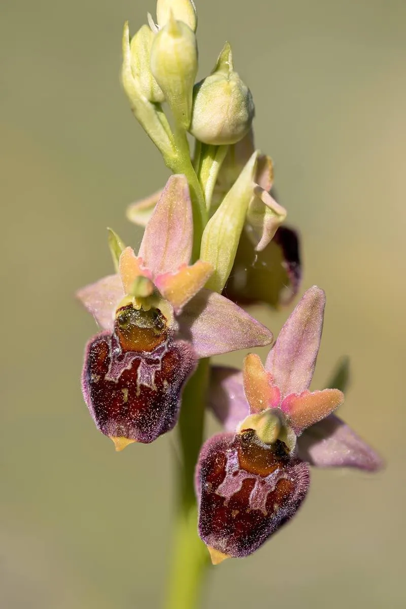 Hummel-Ragwurz (Ophrys holoserica)_CI4A47056_HF-BF.jpg