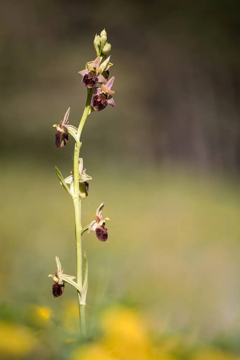 Hummel-Ragwurz (Ophrys holoserica)_CI4A4734-BF.jpg