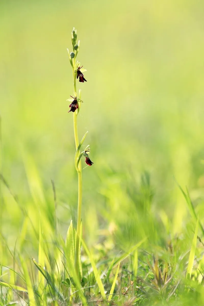 Fliegen-Ragwurz (Ophrys insectifera)_1972-BF.jpg