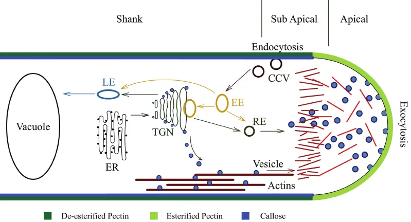 Structural-Regulation-of-Pollen-Tube-Growth-A-summary-diagram-shows-the-brief.png