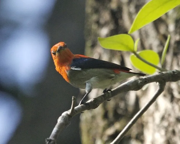 750px-Scarlet-headed_Flowerpecker_(Dicaeum_trochileum)_-_Flickr_-_Lip_Kee_(1).jpg