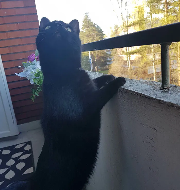 special-scared-cat-balcony-outdoors-experience-essimaria-6-5afbe59e581cf__700.jpg