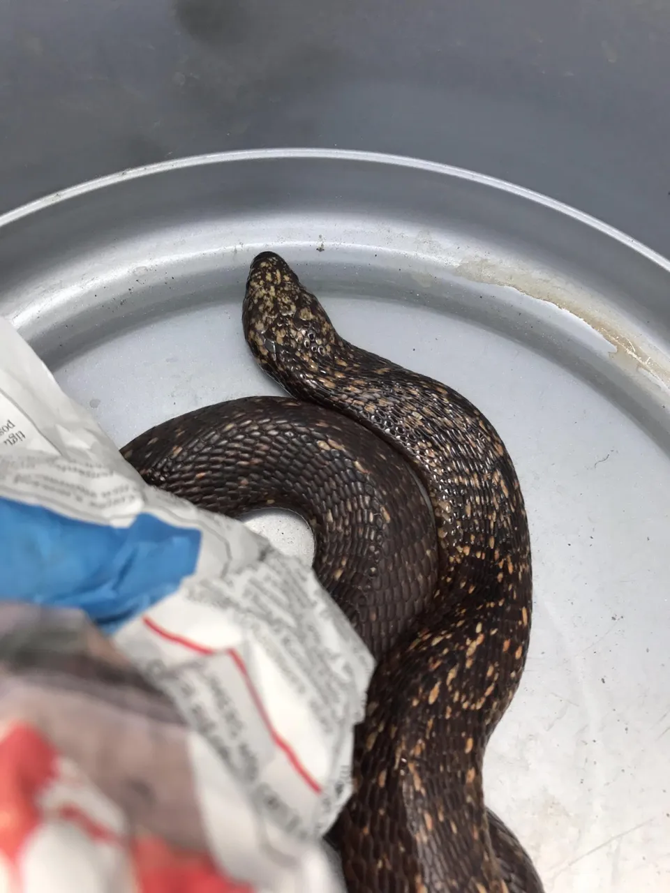 20170130-subadult-cape-cobra-rescued-near-gie-road-table-view-western-cape-03.jpg