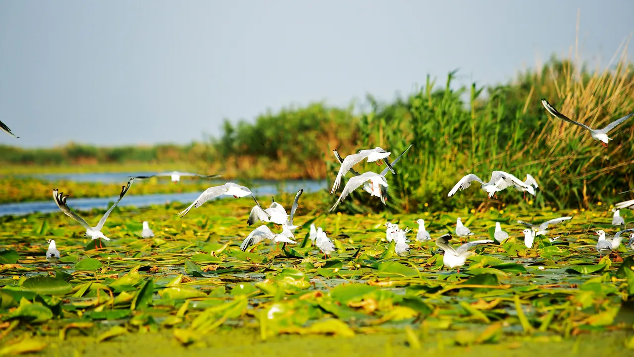 Hunt_for_food_in_Danube_Delta_-_Goana_dupa_hrana_in_Delta_Dunarii_-_panoramio.jpg