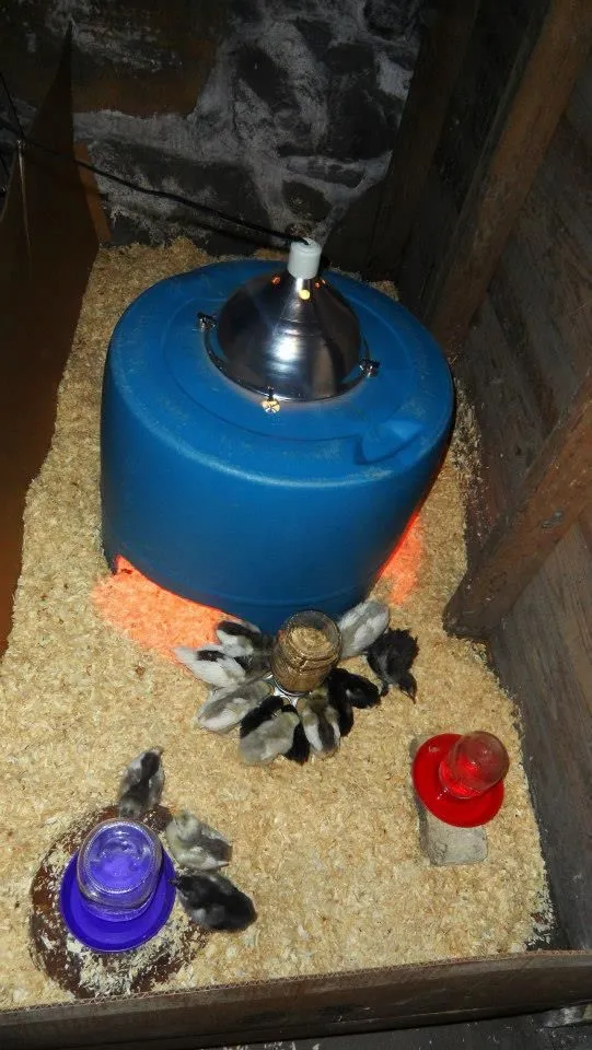 560c586b9028beb504400cda5705c38f--chick-brooder-ideas-plastic-barrel-projects.jpg