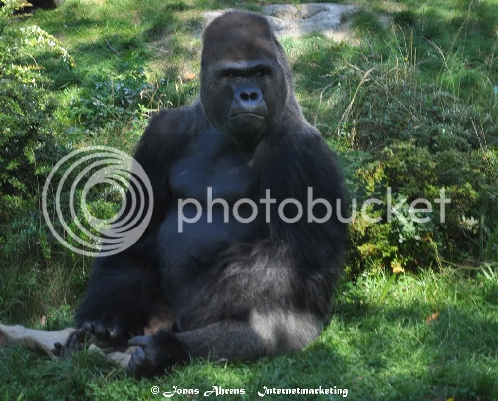 photo gorilla-king_zpscnlflcxg.jpg