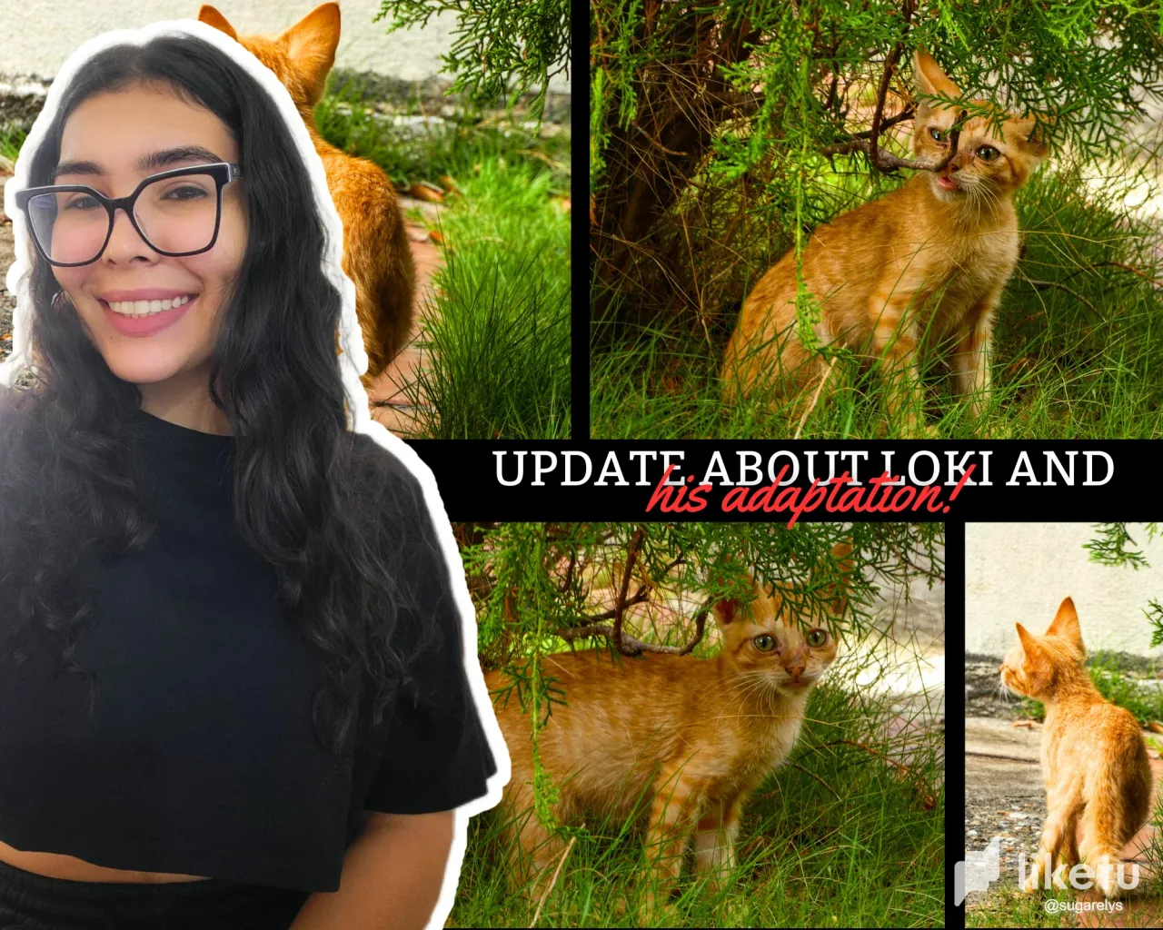 ¡Actualización sobre Loki y su adaptación! 🐈❤️ [ESP/ENG]