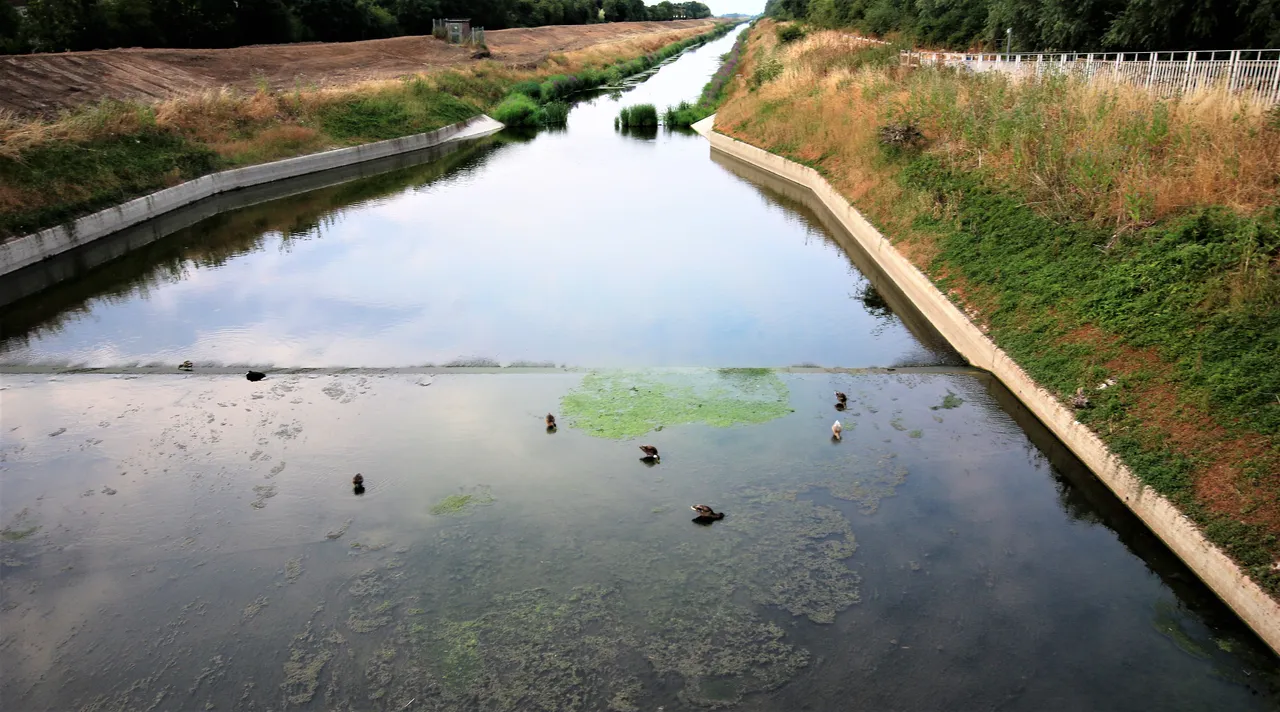 ducks on the field drain.jpg