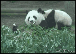 02afc20ad4be768ed252362ca620105a.gif