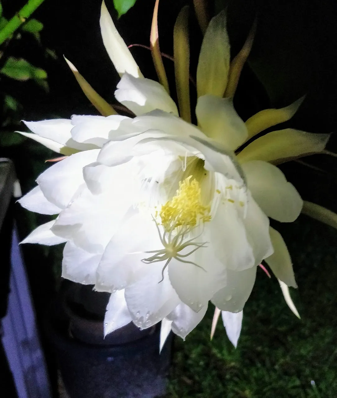 queen of the night bloom.jpg